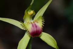 Caladenia flavovirens