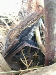 Lasiurus blossevillii