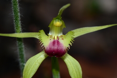 Caladenia flavovirens