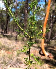 Cyanothamnus occidentalis