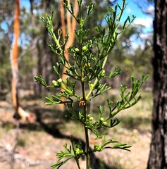 Cyanothamnus occidentalis