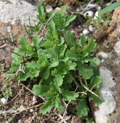 Argyranthemum maderense