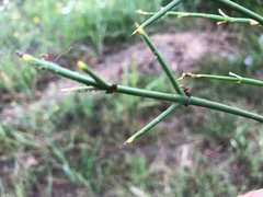 Discaria pubescens