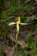 Caladenia flavovirens