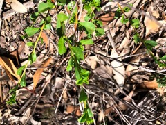 Dodonaea triangularis