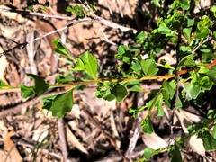 Dodonaea triangularis