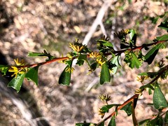 Dodonaea triangularis