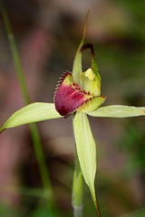 Caladenia flavovirens