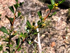 Dodonaea triangularis