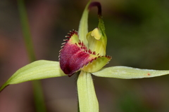 Caladenia flavovirens