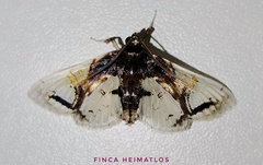 Compacta nigrolinealis