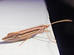 Psychoglypha bella