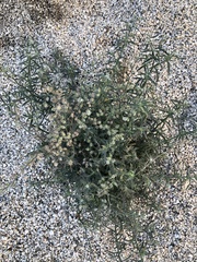 Johnstonella