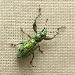 Hadromeropsis opalina