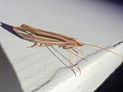 Psychoglypha bella