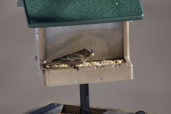 Leucosticte tephrocotis tephrocotis