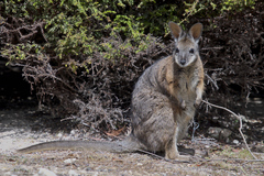 Notamacropus eugenii