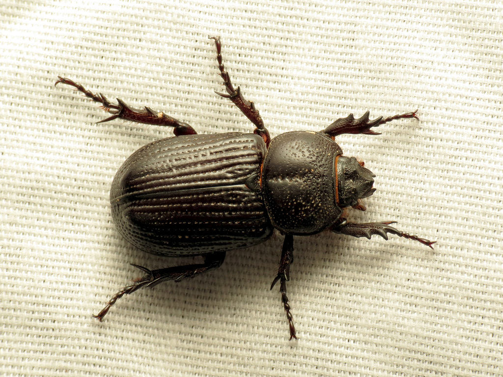 Lesser Triceratops Beetle