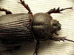 Hemiphileurus illatus