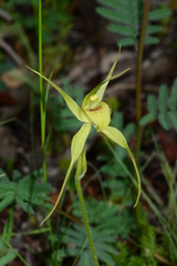 Caladenia flavovirens