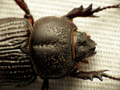 Hemiphileurus illatus
