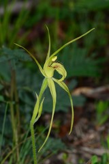Caladenia flavovirens