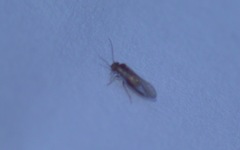 Trichopsocus brincki