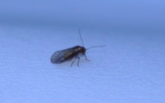 Trichopsocus brincki