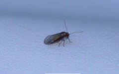 Trichopsocus brincki