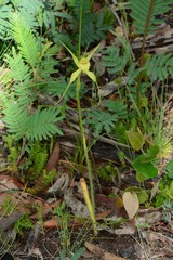 Caladenia flavovirens