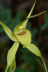 Caladenia flavovirens
