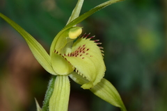Caladenia flavovirens
