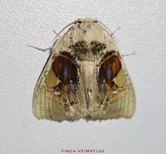 Arrhenophanes perspicilla