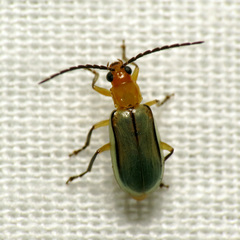 Diabrotica longicornis