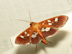 Phostria oajacalis