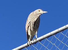 Nycticorax nycticorax