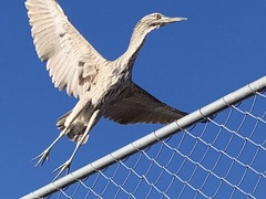 Nycticorax nycticorax