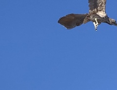 Nycticorax nycticorax