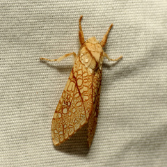 Lophocampa mixta