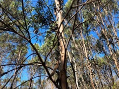 Eucalyptus bakeri
