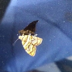 Lepidoptera