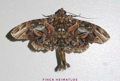 Dolichosomastis hermieri