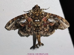 Dolichosomastis hermieri