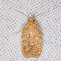Agonopterix robiniella
