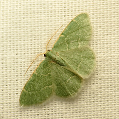 Chlorochlamys phyllinaria