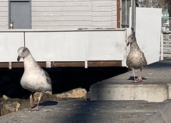 Larus occidentalis