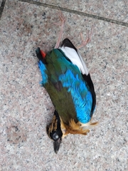 Pitta moluccensis