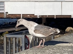 Larus occidentalis