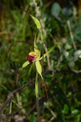 Caladenia flavovirens