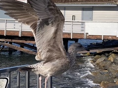 Larus occidentalis